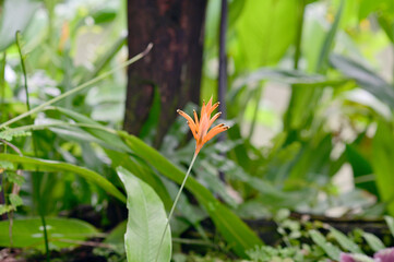Blooming Strelitzia (bird of paradise flower) flower with green leaf background in the garden. Concept of beautiful flowers of Thailand. 