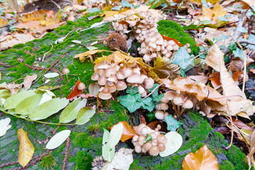 A group of mushrooms in the forest.