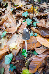 A mushroom in the forest.