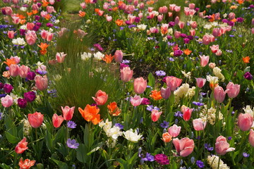 山下公園、花、4月、春、チューリップ、ピンク、赤、黄色、白、横浜、風景、日本、神奈川、空、青、雲、屋外、観光、サイトシーイング、旅、ツアー、景色、青空、横浜、公園、植物、自然、花壇、並ぶ、