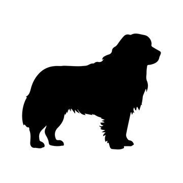 recommend clip art: newfoundland Dog Vector Silhouette, Generative AI.