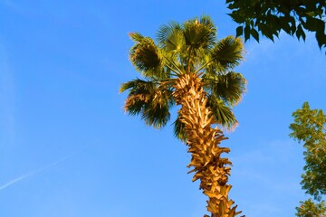palm tree against blue sky
