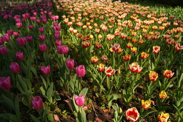 横浜公園、花、4月、春、チューリップ、ピンク、赤、黄色、白、横浜、風景、日本、神奈川、空、青、雲、屋外、観光、サイトシーイング、旅、ツアー、景色、青空、横浜、公園、植物、自然、花壇、並ぶ、カラフル、色とりどり、珍しい、品種、多種、紫、たくさん、一面、花畑、大量、クローズアップ、