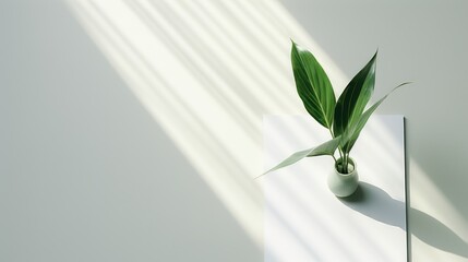  a green plant in a white vase on top of a piece of paper with the shadow of a wall behind it and a light coming through the window behind it.