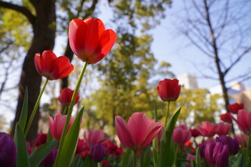 横浜公園、花、4月、春、チューリップ、ピンク、赤、黄色、白、横浜、風景、日本、神奈川、空、青、雲、屋外、観光、サイトシーイング、旅、ツアー、景色、青空、横浜、公園、植物、自然、花壇、並ぶ、カラフル、色とりどり、珍しい、品種、多種、紫、たくさん、一面、花畑、大量、クローズアップ、