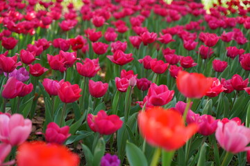 横浜公園、花、4月、春、チューリップ、ピンク、赤、黄色、白、横浜、風景、日本、神奈川、空、青、雲、屋外、観光、サイトシーイング、旅、ツアー、景色、青空、横浜、公園、植物、自然、花壇、並ぶ、カラフル、色とりどり、珍しい、品種、多種、紫、たくさん、一面、花畑、大量、クローズアップ、