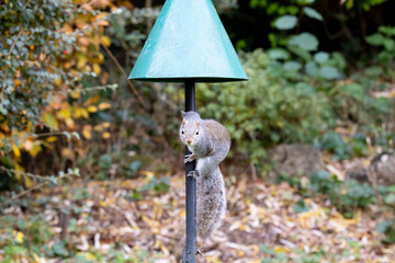 Grey squirrel (Sciurus carolinensis) holds onto a pole, underneath a green squirrel baffle to reach garden bird feeders. Autumn, UK © Helen