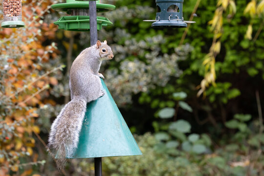 Grey squirrel (Sciurus carolinensis) has successfully jumped over a green squirrel baffle to reach garden bird feeders. Autumn, UK