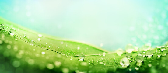 green leaf with water drops on a blue background. place for text - obrazy, fototapety, plakaty