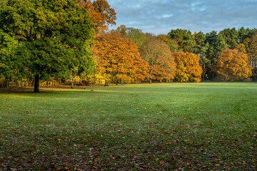 autumn trees in the park