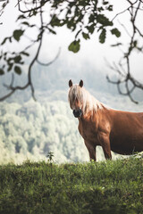Naklejka premium red horse in the mountains looking at the camera