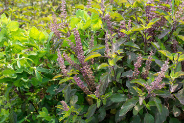 Medicinal plant green tulsi or holy basil herb, Fresh holy basil (Ocimum tenuiflorum) leaves and flower on green background - obrazy, fototapety, plakaty