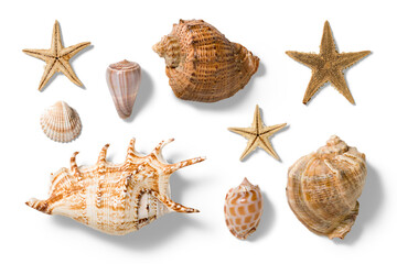 Collection of various seashells and starfishes, summer and vacation design elements isolated on a...