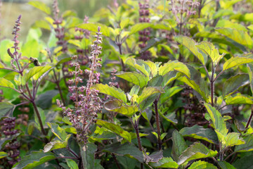 Obraz premium Medicinal plant green tulsi or holy basil herb, Fresh holy basil (Ocimum tenuiflorum) leaves and flower on green background