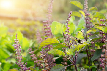 Medicinal plant green tulsi or holy basil herb, Fresh holy basil (Ocimum tenuiflorum) leaves and...
