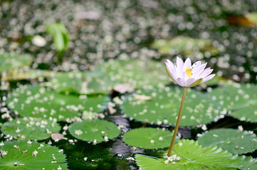 Closeup of Beautiful White Lotus Flower is blooming with green leaf in the pond with natural background at Thailand.