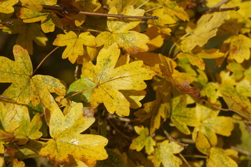 Closeup yellow autumn leaves of a hedge of field maple (Acer campestre). Dutch garden. November, Netherlands