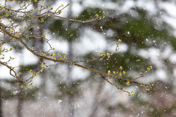 Winter scenery of snowy park