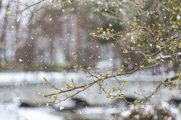 Winter scenery of snowy park