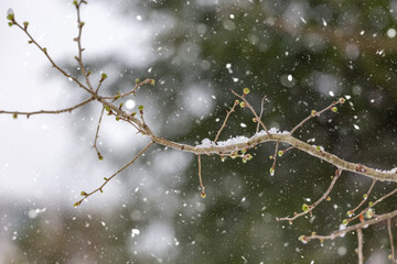 Winter scenery of snowy park