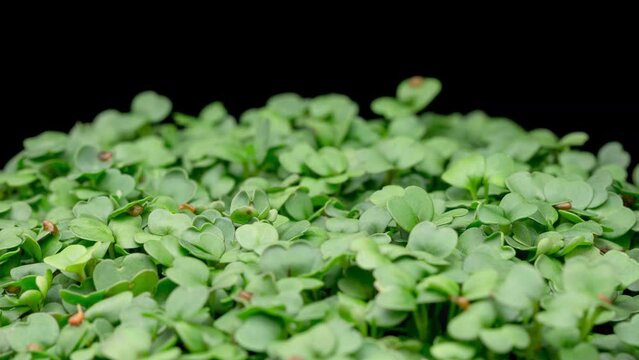 4K Time Lapse of Arugula sprouts microgreens growing on black background. Germinating seeds for micro greens. Sprouts of edible plants timelapse. Healthy food. Home gardening. Eco farm.