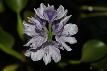 Flor de Cerca, Jacinto o Lirio de Agua