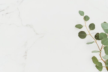 Empty white copy space and green eucalyptus branches on white marble table background