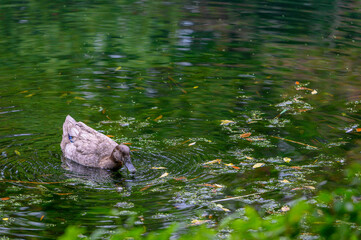 Female Mallard on the Surface of a Lake with Fallen Leaves on an Autumn Day in New Orleans, Louisiana, USA