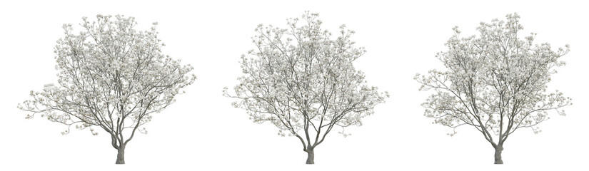 Obraz premium White manglietia tree on transparent background, flower plant, 3d render illustration.