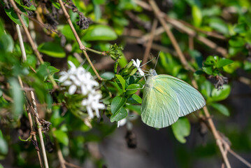 Male butterfly of Catopsilia pomona, the common emigrant or lemon emigrant, is a medium-sized pierid butterfly found in Asia include Indonesia