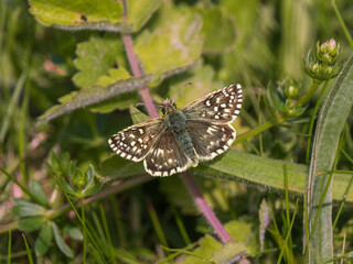 Grizzled Skipper Butterfly With Wings Open