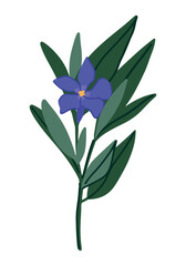 Periwinkle plant clipart. Vinca minor flower in cartoon style. Botanical vector illustration isolated on white.