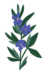 Fototapeta na wymiar Periwinkle plant clipart. Vinca minor flower in cartoon style. Botanical vector illustration isolated on white.