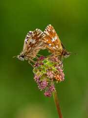 Grizzled Skippers Mating on Wildflower Head