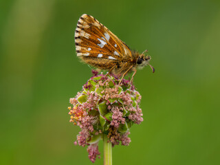 Grizzled Skipper Butterfly With Wings Closed