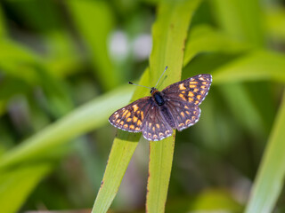 Duke of Burgundy Butterfly on a Grass Stem