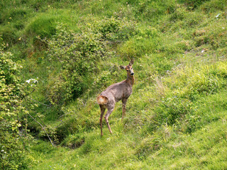 Roe Deer in a Meadow