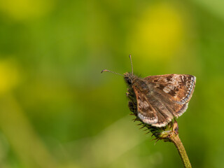 Dingy Skipper with Wings Open