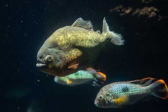A red-bellied piranha fish, the most famous predatory fish in the amazon river. Animal portrait, underwater photo.