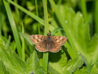 Dingy Skipper with Wings Open