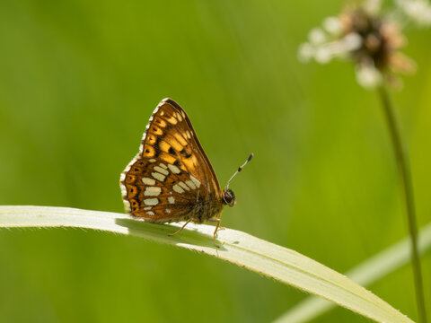 Duke of Burgundy Butterfly on a Grass Stem