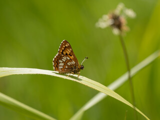 Duke of Burgundy Butterfly on a Grass Stem