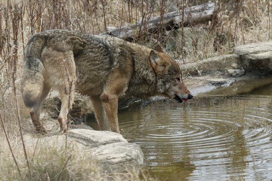 水を飲んでいるオオカミ