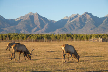 An adult deer was maral in a field against the background of the mountains of Buryatia, the village of Arshan. Tunka Valley.