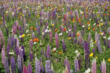 ルピナス、ポピー、花畑、4月、春、ピンク、赤、黄色、白、横須賀、風景、日本、神奈川、空、青、雲、屋外、観光、サイトシーイング、旅、ツアー、景色、青空、ソレイユの丘、公園、植物、自然、花壇、並ぶ、カラフル、色とりどり、珍しい、品種、多種、紫、たくさん、一面、花、大量、クローズアップ、