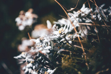 close up of a bunch of edelweiss in the mountains