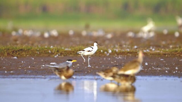 Pied avocet (Recurvirostra avosetta)