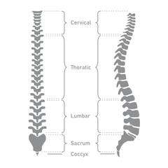 Human vertebral column. Cervical spine, thoracic spine, lumbar spine, Sacrum and coccyx. Bones of spine. Scientific resources for teachers and students. Vector illustration on white background. - obrazy, fototapety, plakaty