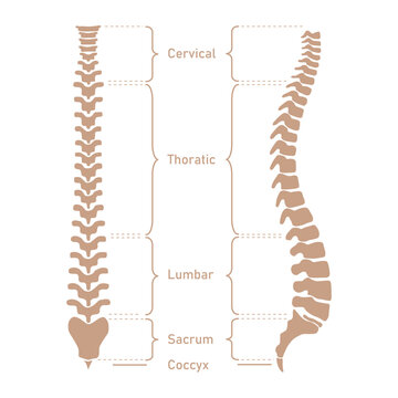 Human vertebral column. Cervical spine, thoracic spine, lumbar spine, Sacrum and coccyx. Bones of spine. Scientific resources for teachers and students. Vector illustration on white background.