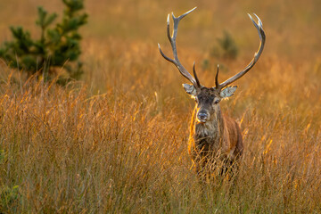 red deer closeup front